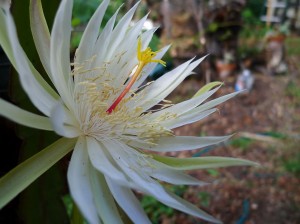Epiphyllum