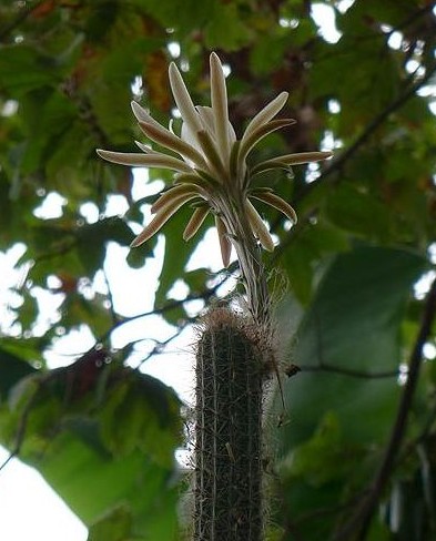 Night-blooming cereus does its thing!