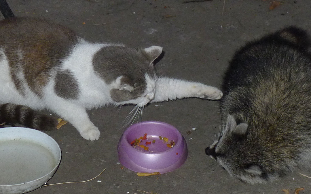 Destroy This Wild Brute