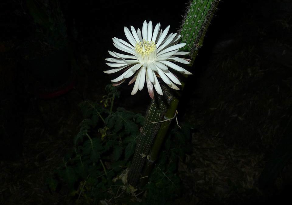 Night-blooming Cereus Rides Again