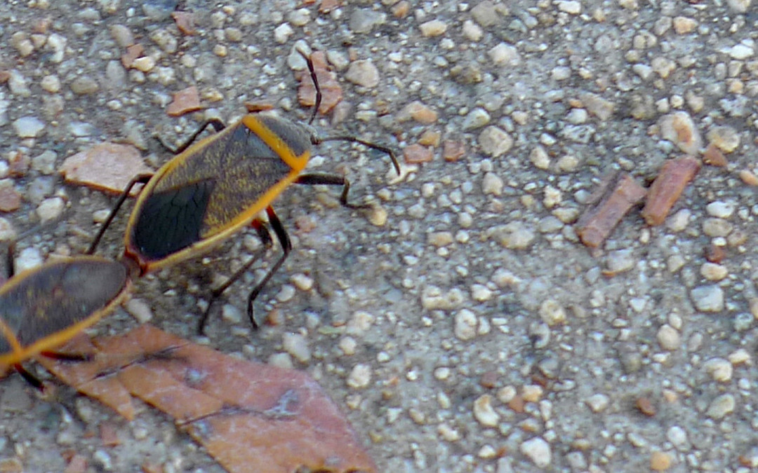 Health, Pleasure Scenery – Echo Mountain