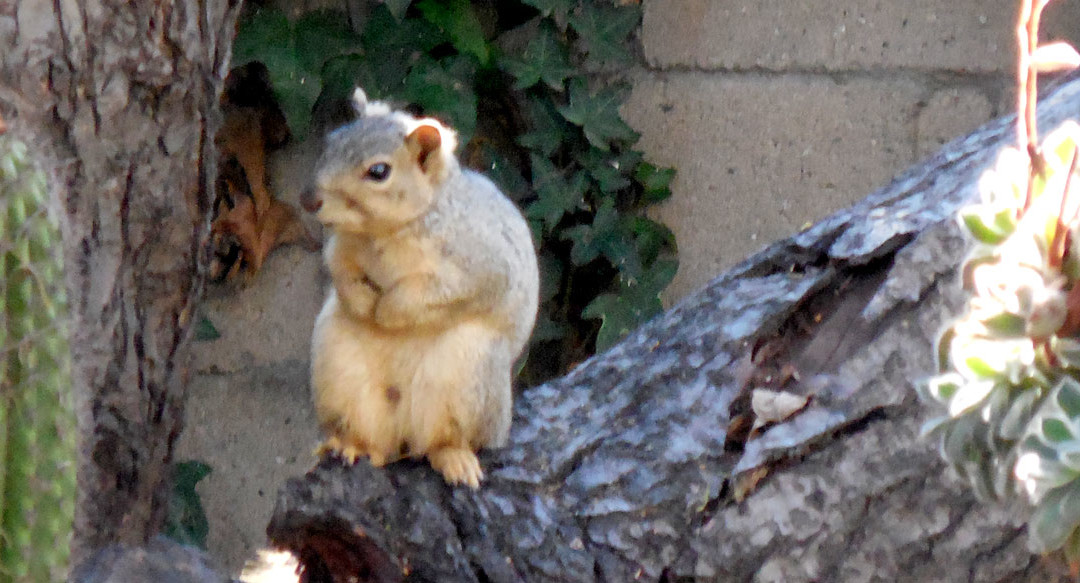 Disturbing the Peace