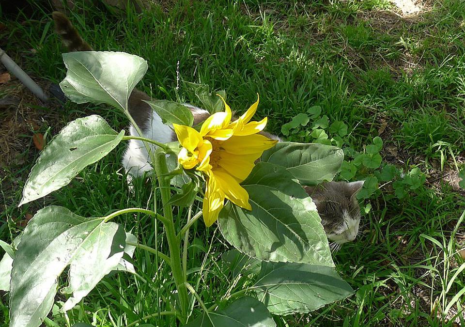 My Garden (and wildlife habitat)