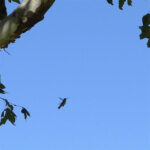 Humming Bird