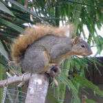 Predatory squirrel messing with my garden