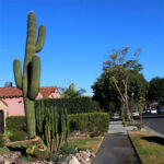 Saguaro Cactus
