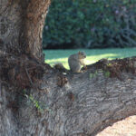 Squirrell, LA River Trail